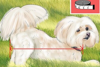 How to Identify a Show Worthy Maltese