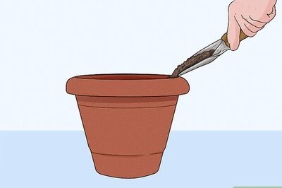 How to Germinate Cilantro Seeds