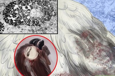 How to Treat Avian Pox in Button Quail