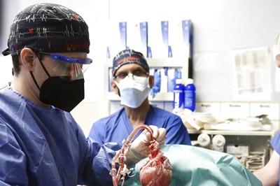 Man Receives Pig Heart Implant: 10 Genes Modified To Boost Acceptability