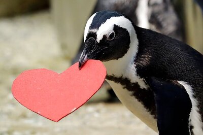 Let's Talk About Gay Penguins: Munich Zoo Joins Pride Week