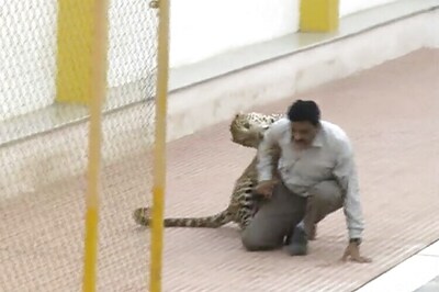 Leopard captured from Bengaluru school escapes from Bannerghatta Biological Park