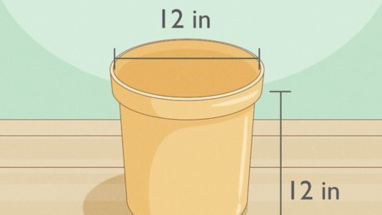 Growing Ginger at Home: Easy Care Instructions, Plus How To Harvest