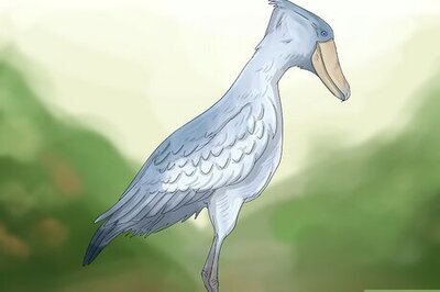 The Top 15 Scariest-Looking Bird Species