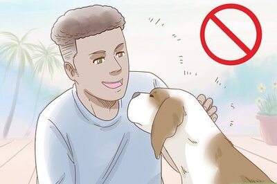 How to Reduce Anxiety in Dogs