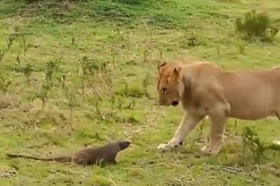Brave Mongoose Takes On Pack Of Lions, Old Video Goes Viral