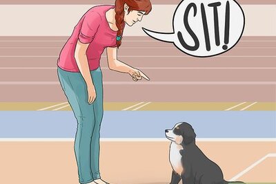 How to Get a Dog to Stop Pulling Clothes off the Line