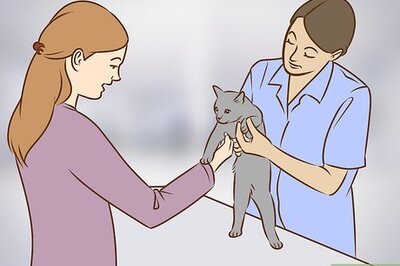 How to Referee Two Irritable Cats That Don't Get Along