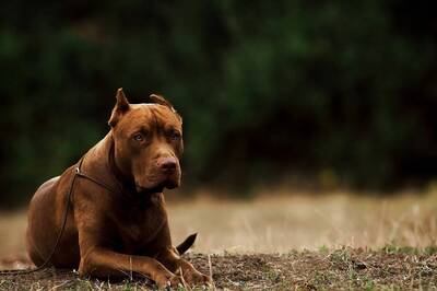 Amid Rising Cases of Dog-bite, MCD Asks People to Get Pets Registered