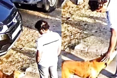 Fear Or Aggression? Internet Can’t Decide After Dog Attacks Man Trying To Pet Him