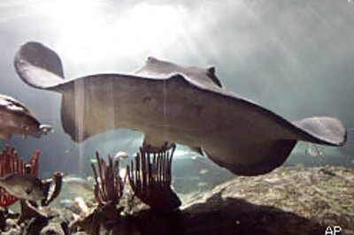 Irwin fans on stingray killing spree