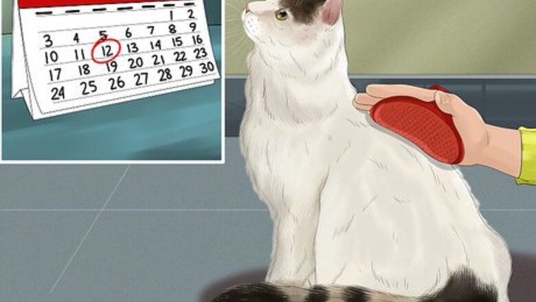 How to Care for a Turkish Van