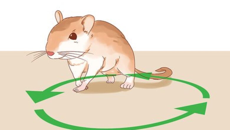 How to Treat Head Tilt in Gerbils