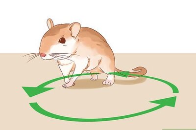 How to Treat Head Tilt in Gerbils