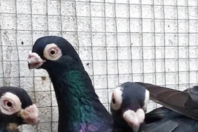 This Indian Speedster Pigeon Breed Falls In List Of Endangered Species