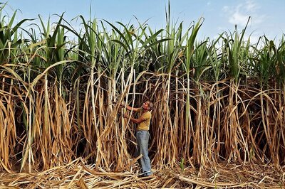 India's Sugar Output, Exports Could Rise in 2020-21, Says Trade Body