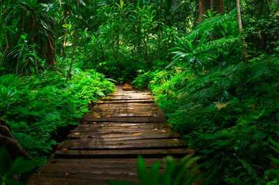 World Rainforest Day 2022: Steps You Can Take to Help Save Rainforests
