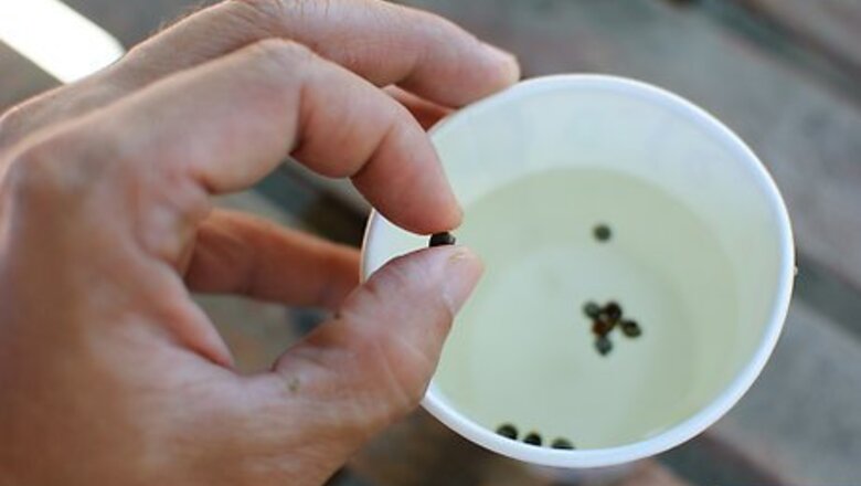 How to Grow Herb Gardens from Seed