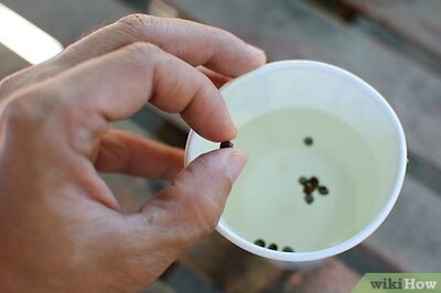 How to Grow Herb Gardens from Seed