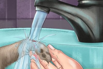 How to Treat Torn Footpads in Cats