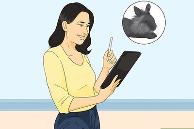 How to Care for Lionhead Rabbits