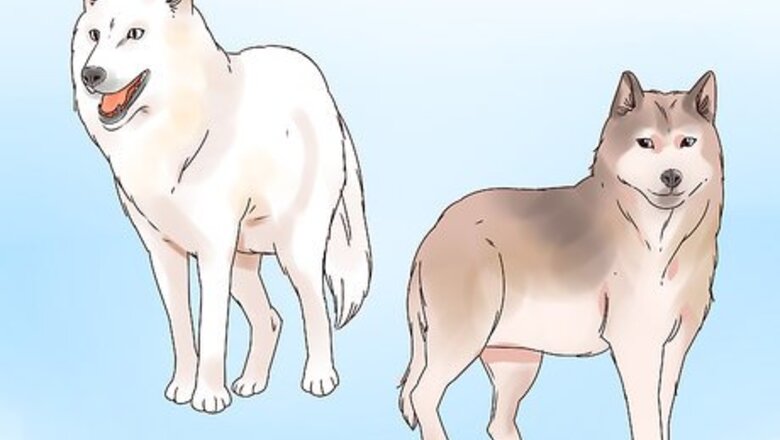 How to Become a Wolf Expert