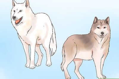 How to Become a Wolf Expert