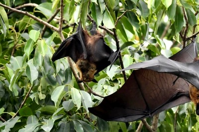 Nipah Virus: Karnataka to Shore up Watch at Kerala Border, Arrivals to be Checked for Fever, Weakness