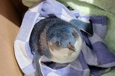 Flight Delayed In New Zealand After Penguin Waddles Its Way Into Airport