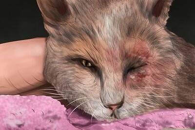 How to React If You Find a Lost Kitten or Cat