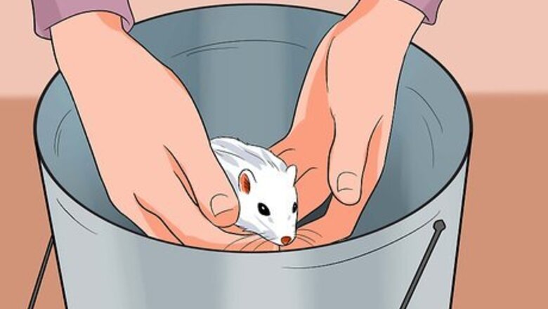 How to Clean a Gerbil Cage