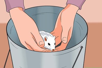 How to Clean a Gerbil Cage