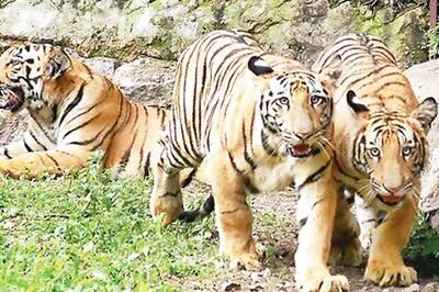 Centre seeks SC nod to review tiger reserve guidelines