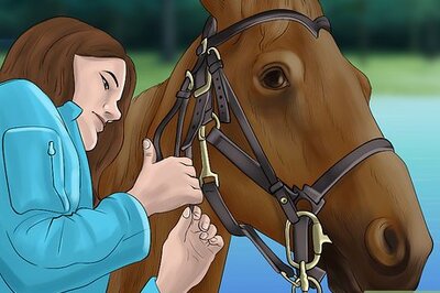 How to Get Your Horse to Work on the Bit