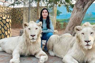 Nora Fatehi Poses with Two Beautiful White Lions in Dubai, Fans Call Her 'Sherni'