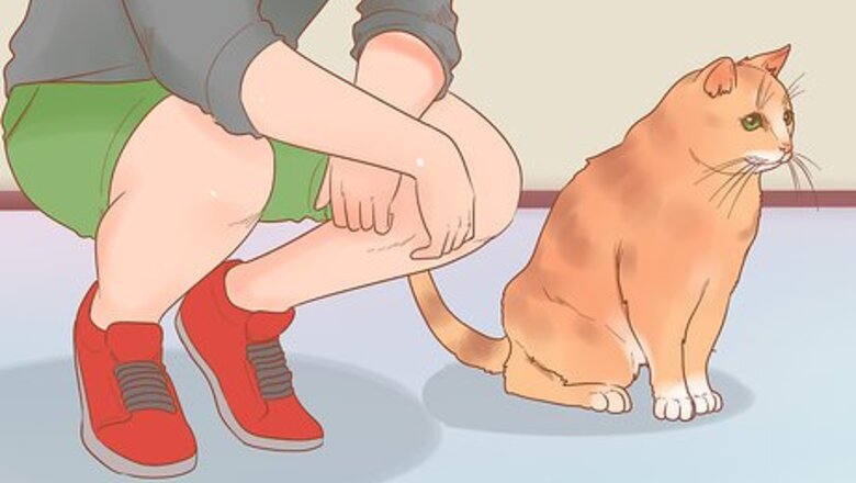 How to Get Someone Else's Cat to Like You