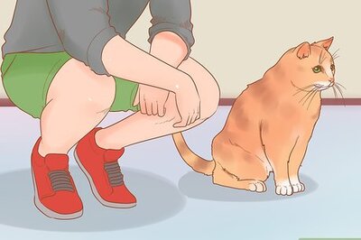 How to Get Someone Else's Cat to Like You