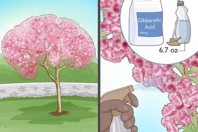 How to Stop a Cherry Tree from Bearing Fruit