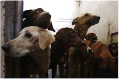 Stray Dogs Have Right to Food, Feed Them Without Causing Nuisance to Others: Delhi HC