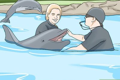 How to Pet a Dolphin