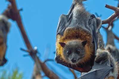 Researchers Find New Virus in Thailand in Bat Faeces Which Is Used by Farmers as Manure