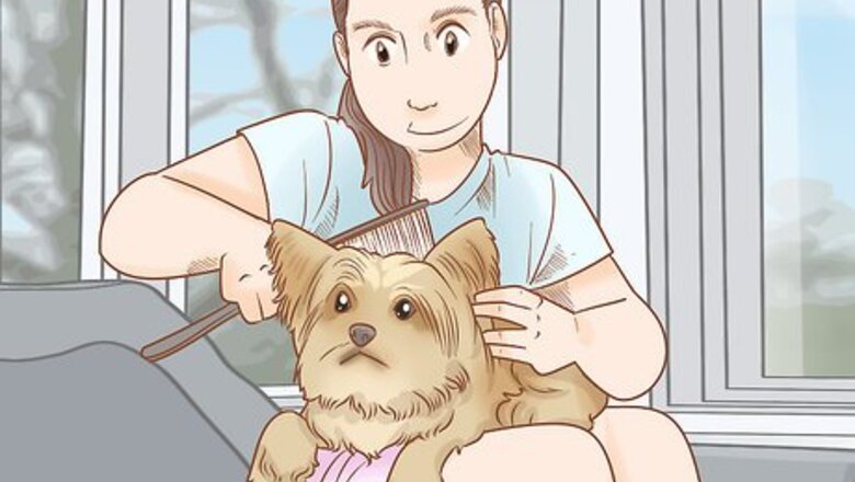 How to Groom a Yorkie Pomeranian Mix