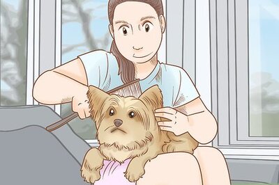 How to Groom a Yorkie Pomeranian Mix