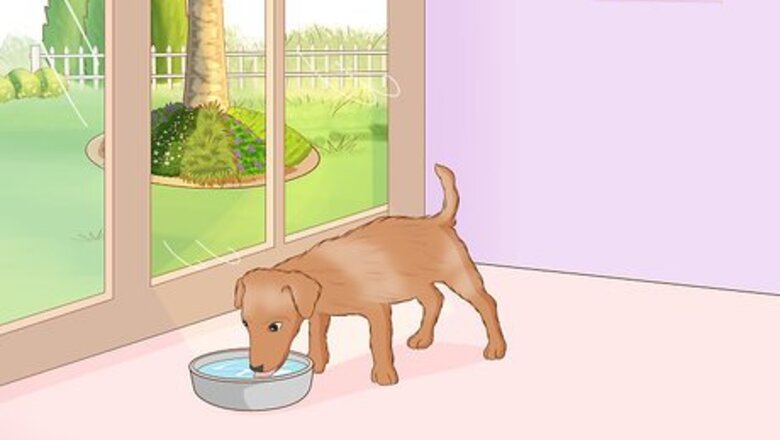 How to Prevent Kidney Stones in Dogs