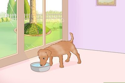 How to Prevent Kidney Stones in Dogs