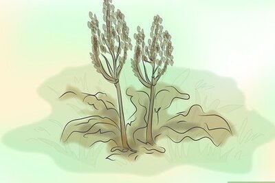 How to Collect Rhubarb Seeds