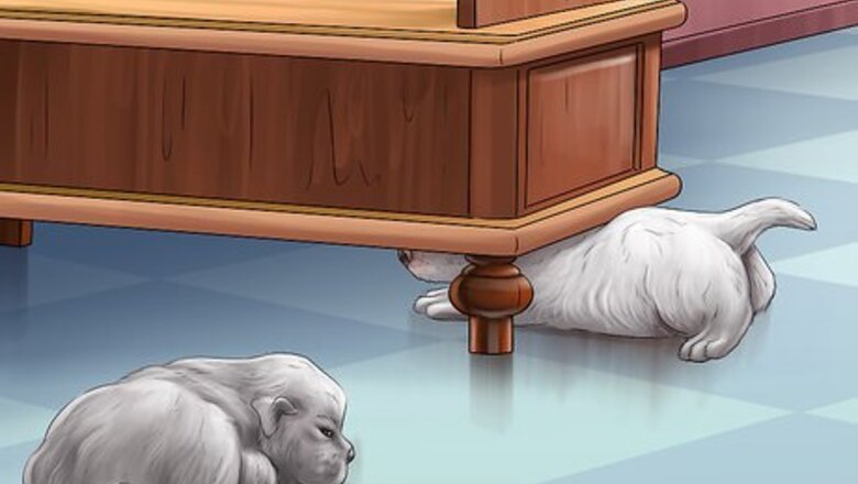 How to Give Your Small Dog Enough Exercise