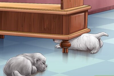 How to Give Your Small Dog Enough Exercise