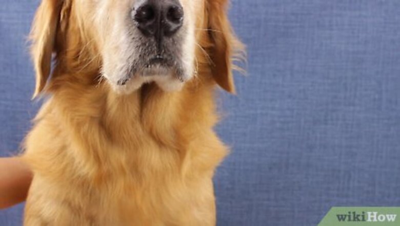 How to Make Dog Yarn