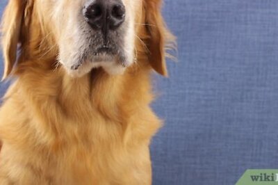 How to Make Dog Yarn